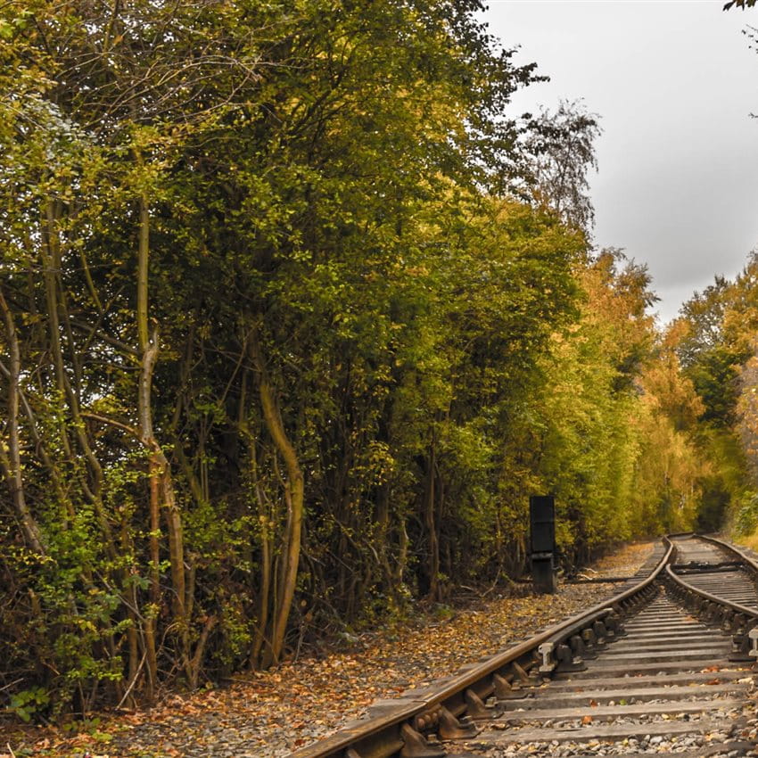 Dekarbonisierung Zuggleise durch einen Wald