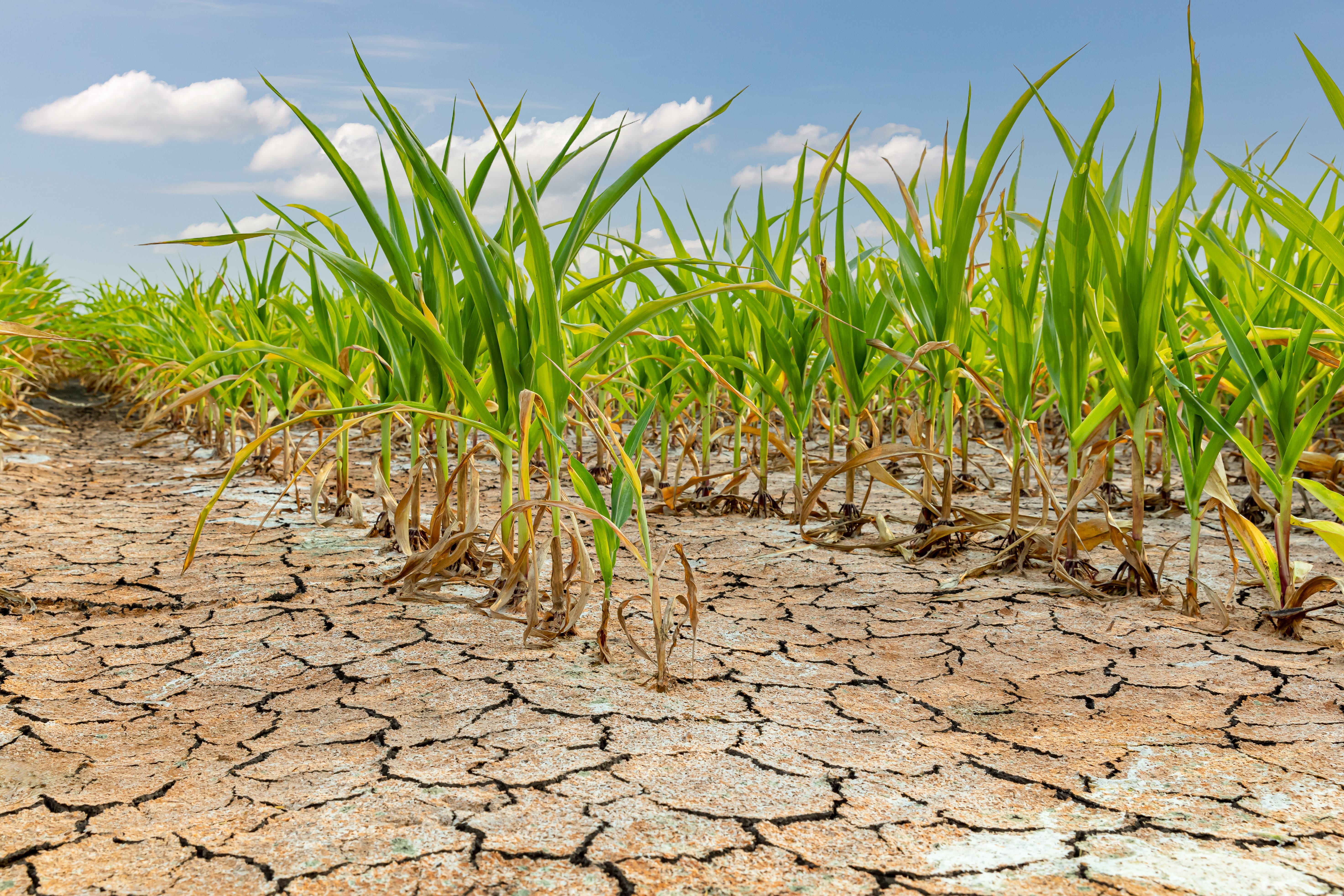Sécheresse avec nouvelle croissance des plantes