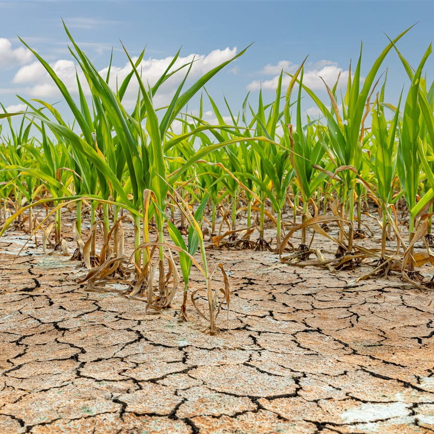 Sécheresse avec nouvelle croissance des plantes Sécheresse avec nouvelle croissance des plantes