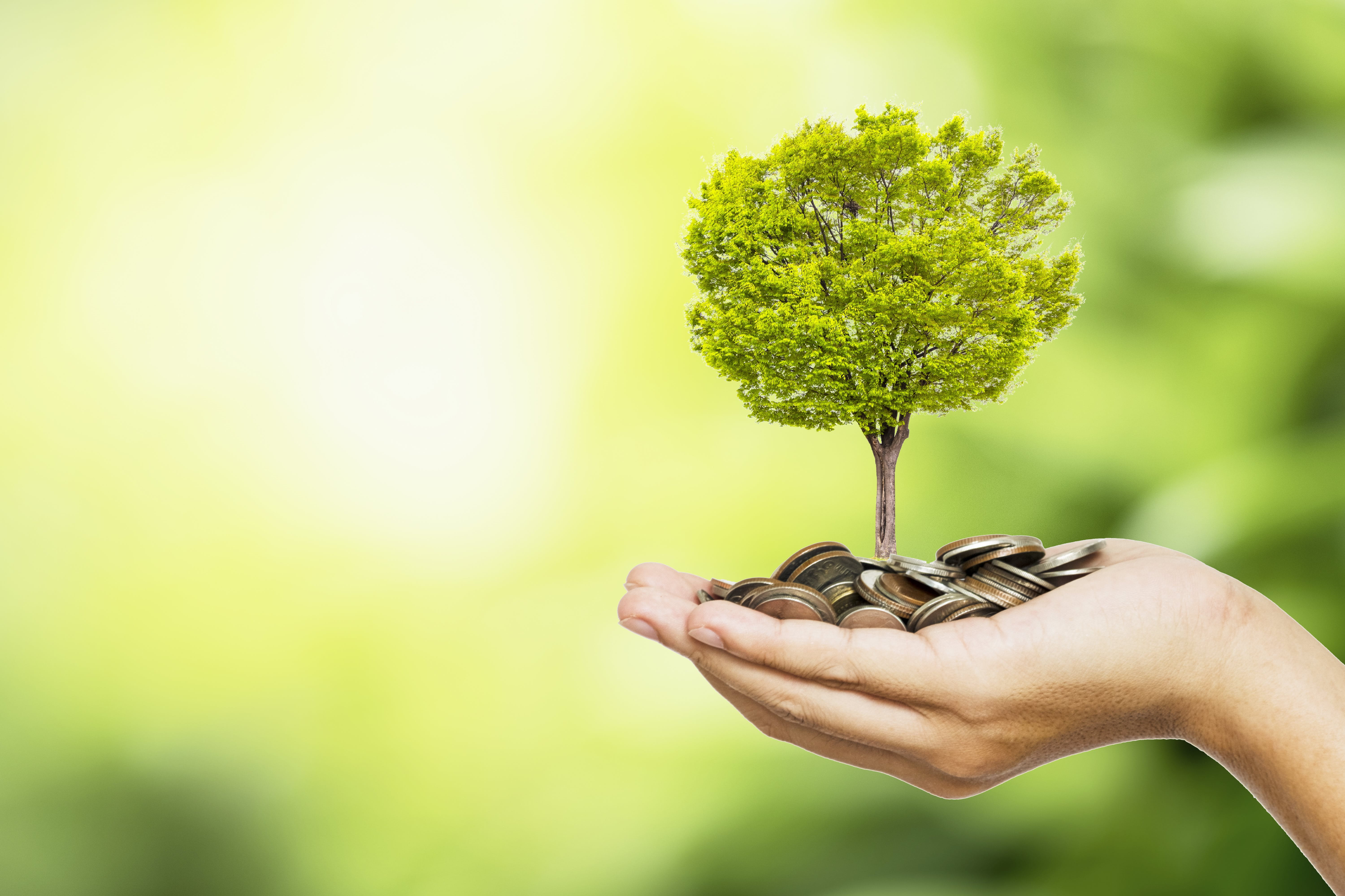Tree and money