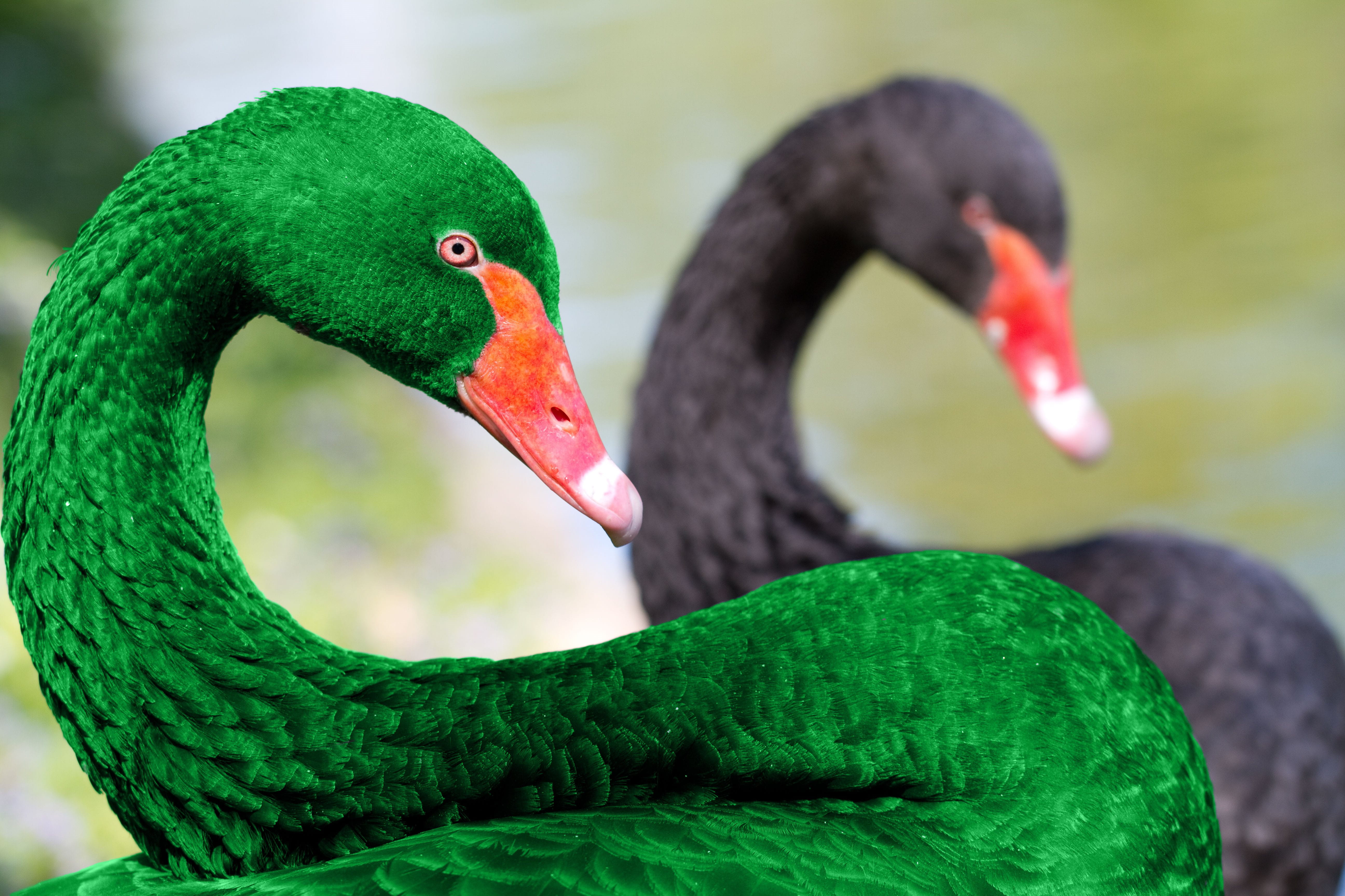 Swans