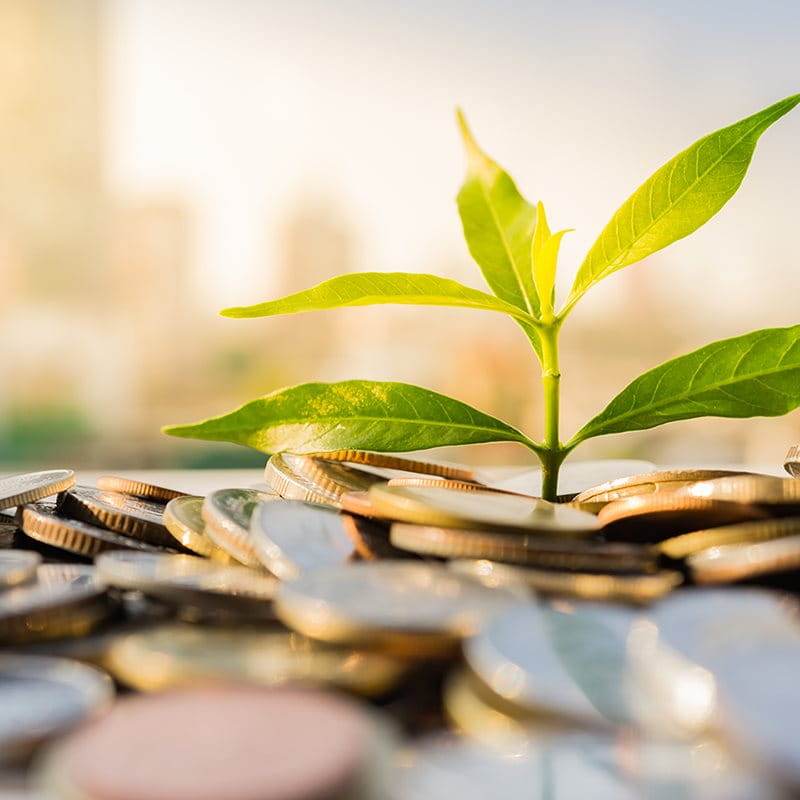 Pièces de monnaie et une petite plante