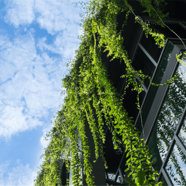 Durabilité Maison avec lierre