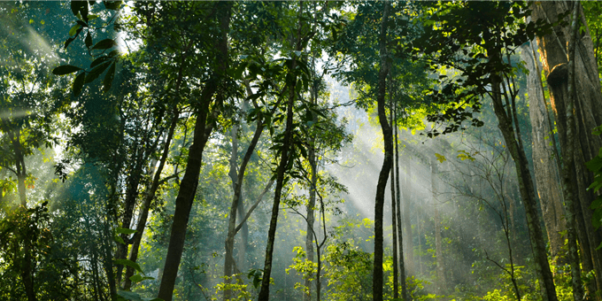 Nachhaltigkeit, Engagement Wald, Bäume und Sonnenlicht