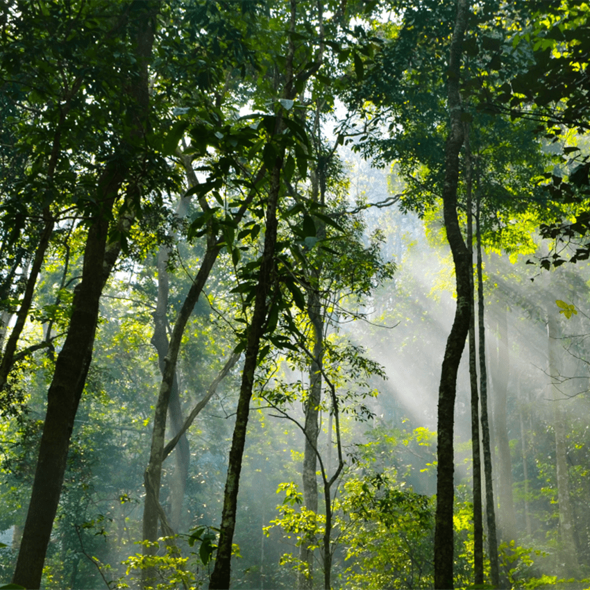 Durabilité, Engagement Forêt, arbres et lumière du soleil