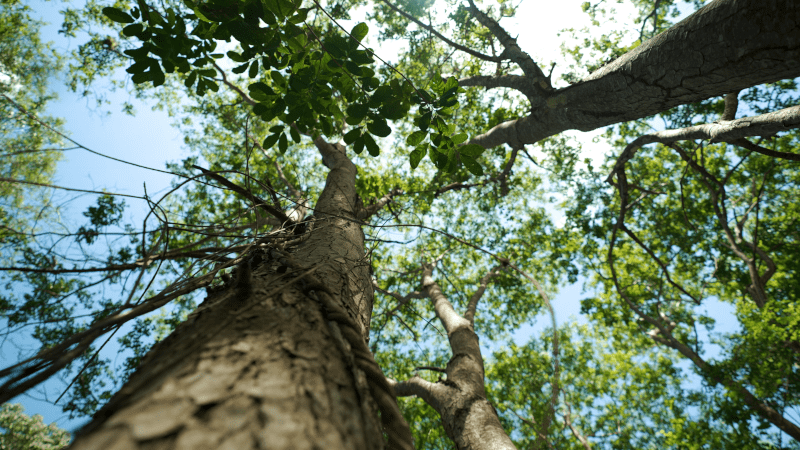 Arbre et un ciel bleu