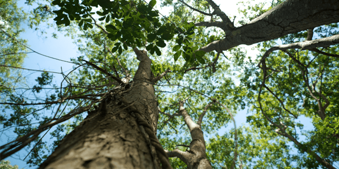 Nachhaltigkeit Stimmrechtsausübung Baum und blauer Himmel