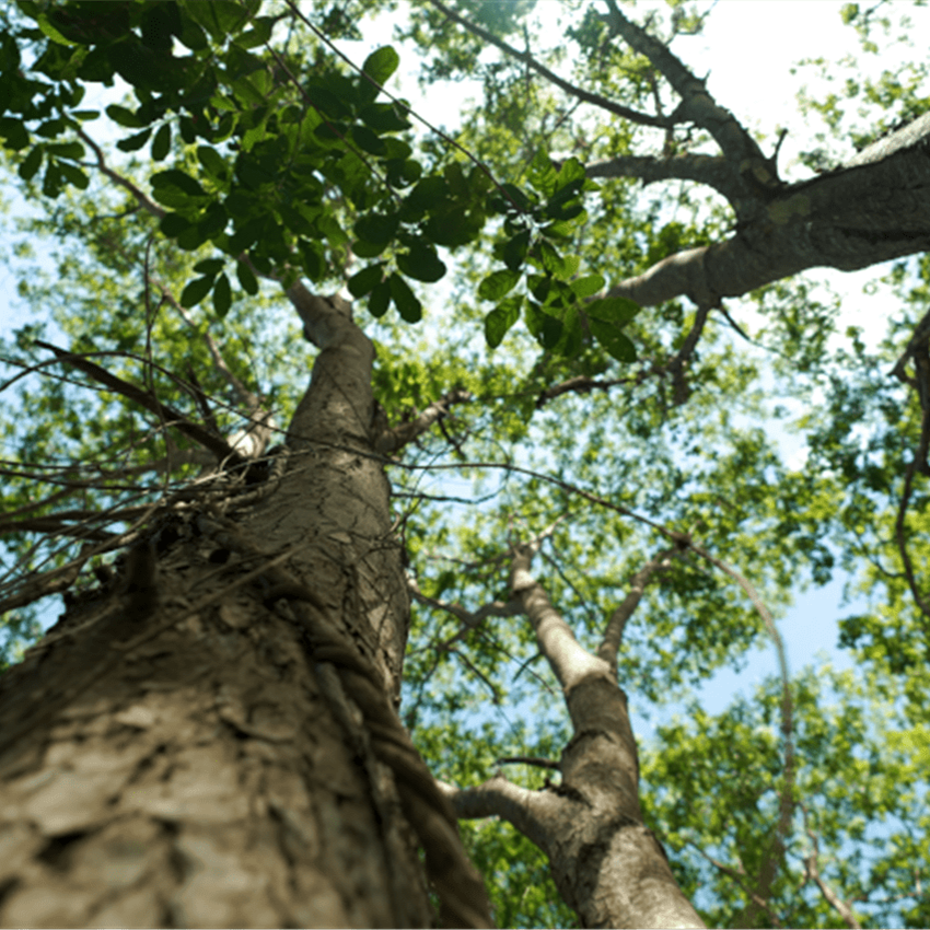 Nachhaltigkeit Stimmrechtsausübung Baum und blauer Himmel
