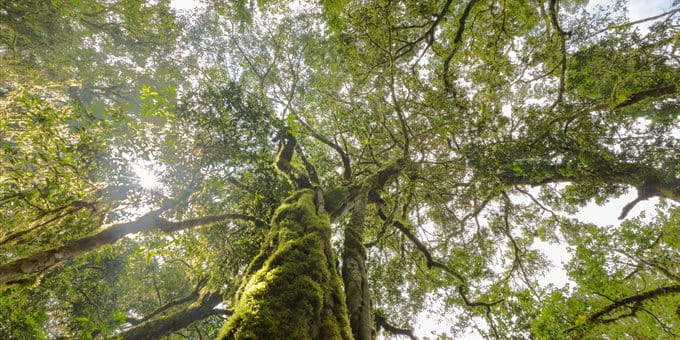 Nachhaltigkeit Grüner Baum mit vielen Ästen