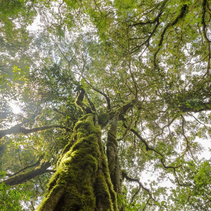 Nachhaltigkeit Grüner Baum mit vielen Ästen