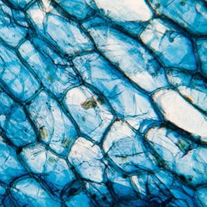 Nahaufnahme von blauen, schuppenartigen Strukturen mit transparenten und verworrenen Mustern.