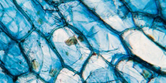 Nahaufnahme von blauen, schuppenartigen Strukturen mit transparenten und verworrenen Mustern. Nahaufnahme von blauen, schuppenartigen Strukturen mit transparenten und verworrenen Mustern.